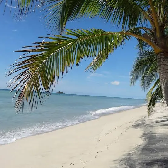 Palmera sobre la arena y el mar del Pacífico